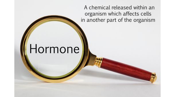 Understanding Human Growth Hormone (HGH)